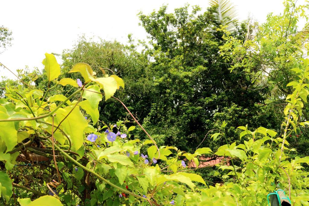 Marari Beach Pearl Homestay 마라리쿨람 외부 사진